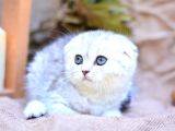 Gümüş Çi̇zgi̇li̇ Scottish Fold