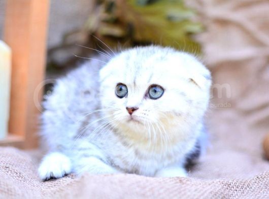 Gümüş Çi̇zgi̇li̇ Scottish Fold görsel