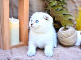 Bembeyaz Silver Ns1133 Scottish Fold Yavrumuz