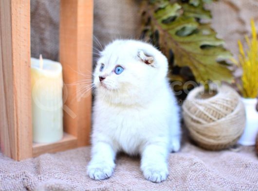 Bembeyaz Silver Ns1133 Scottish Fold Yavrumuz görsel