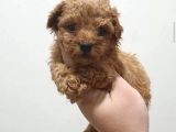 IRK VE SAĞLIK GARANTİLİ POODLE YAVRULARI