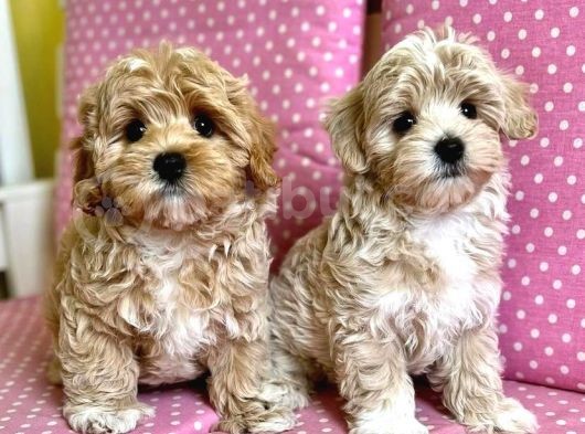 Irk Ve Sağlik Garanti̇li̇ Malti̇poo Yavrulari