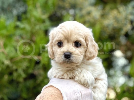 Babyface Maltıpoo Yavrularımız görsel