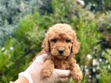 Red toy Poodle yavrularım