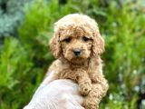Baby Face Toy Poodle