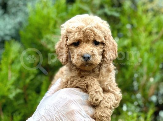 Baby Face Toy Poodle