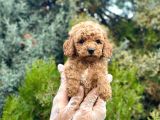 Tedy Face Toy Poodle
