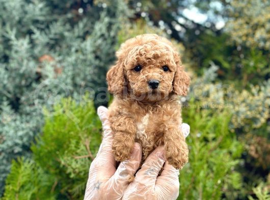 Tedy Face Toy Poodle görsel