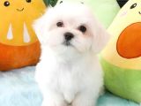 Maltese Terri̇er Yavrulari