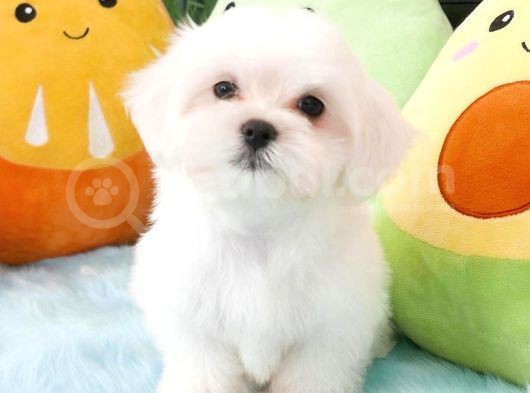 Maltese Terri̇er Yavrulari görsel