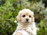 Babyface Maltıpoo Yavrularımız