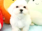 MALTESE TERRİER YAVRULARI