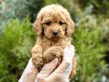 Baby Face Toy Poodle