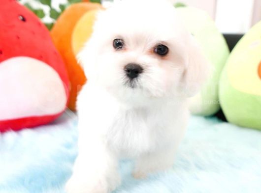 Maltese Terri̇er Yavrulari görsel