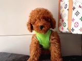 Orji̇nal Toy Poddle