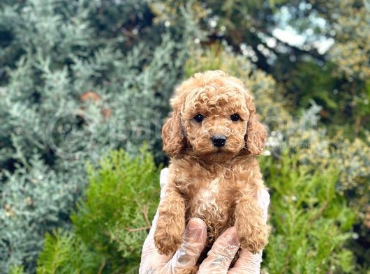 Tedy Face Toy Poodle görsel