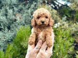 Tedy Face Toy Poodle