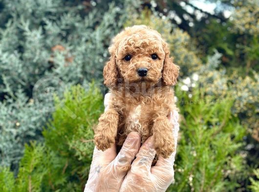 Tedy Face Toy Poodle görsel