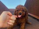 Red Brown Toy Poodle Yavrular