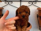 A Kali̇te Red Brown Yavrular