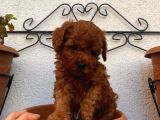 A KALİTE RED BROWN YAVRULAR
