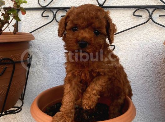 A Kali̇te Red Brown Yavrular görsel