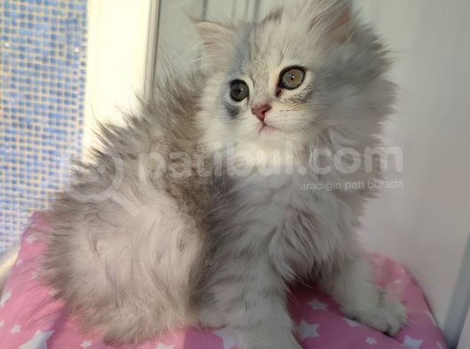 Scotti̇sh Strai̇ght Longhai̇r görsel