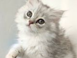 Scotti̇sh Strai̇ght Longhai̇r