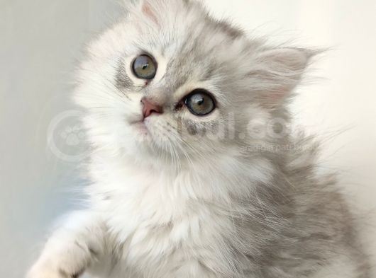Scotti̇sh Strai̇ght Longhai̇r görsel