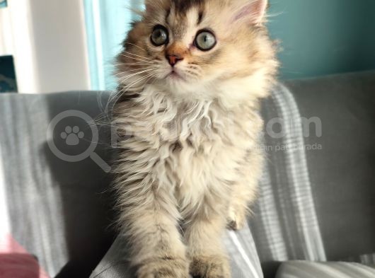 Scotti̇sh Strai̇ght Longhai̇r görsel