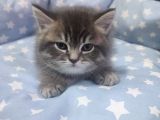 British Shorthair Erkek Yavru