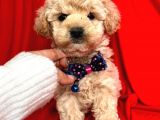 Safkan maltipoo yavrularımız