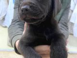 Original Cikolata Labradorlar (Anne Baba Fotosu Mevcut)