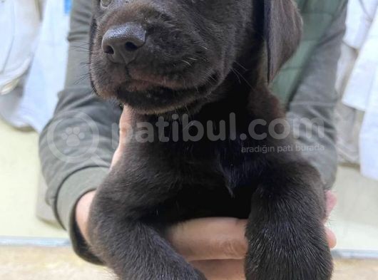 Original Cikolata Labradorlar (Anne Baba Fotosu Mevcut) görsel