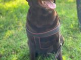 Original Cikolata Labradorlar (Anne Baba Fotosu Mevcut)