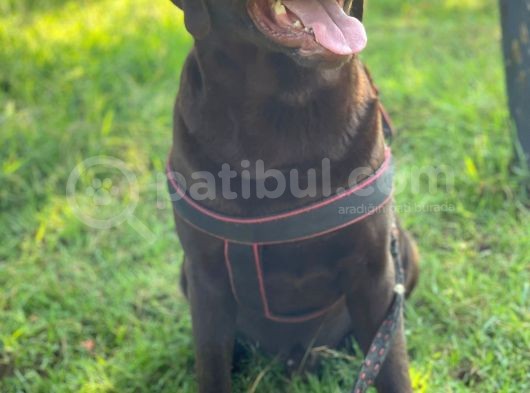 Original Cikolata Labradorlar (Anne Baba Fotosu Mevcut) görsel