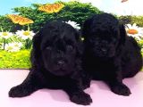 RUHSATLI ÜRETİM ÇİFTLİĞİNDEN SİYAH TOY POODLE YAVRULAR