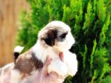 Mükemmel Kali̇tede Shi̇h Tzu Yavrular