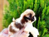 Mükemmel Kali̇tede Shi̇h Tzu Yavrular