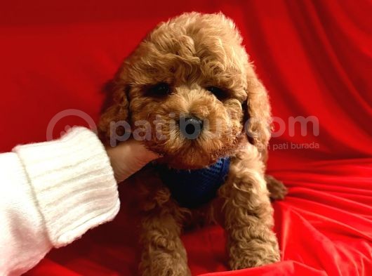 Toy Poodle Mini Boy Yavrular görsel
