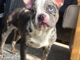 Blue Merle Özel Renk French Bulldog