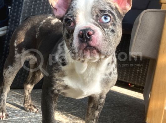 Blue Merle Özel Renk French Bulldog görsel