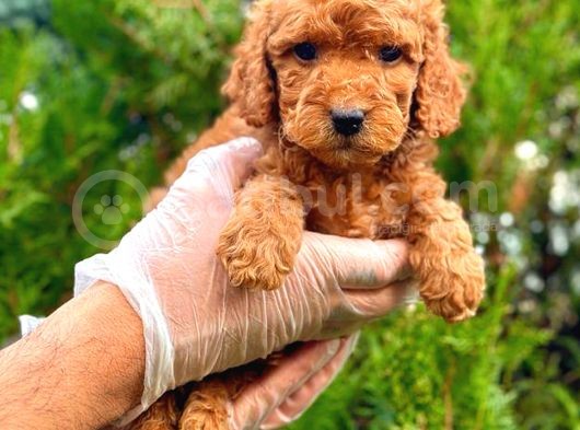 Red Üst Erkek Toy Poodle görsel