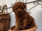 Aşılı Pasaportlu Poodle Bebeklerimiz