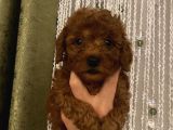 Aşılı Pasaportlu Poodle Bebeklerimiz