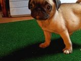 SEVİMLİ PUG YAVRULAR