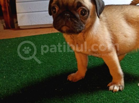 Sevi̇mli̇ Pug Yavrular