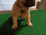 Sevi̇mli̇ Pug Yavrular