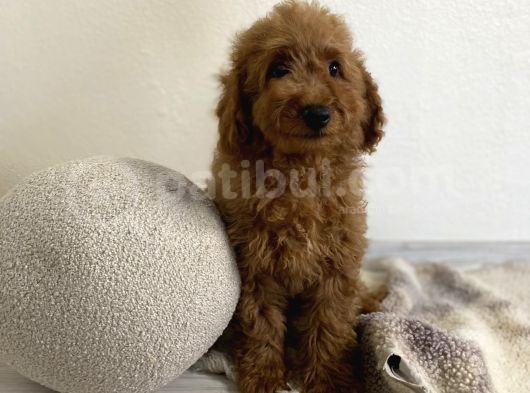 Minyatür Boy Red 3 Karma Aşılı Garantili Toy Poodle Orta Boy