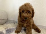 Minyatür Boy Red 3 Karma Aşılı Garantili Toy Poodle Orta Boy